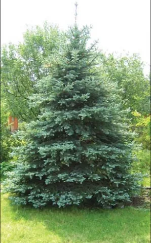 Ель колючая (Picea pungens) 200-250 см ПШ20