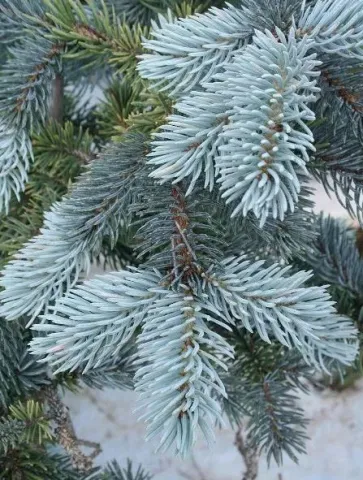 Ель колючая Кристмас Блю (Сhristmas Blue) контейнер 5 л ПЛ25