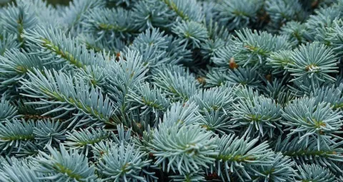 Ель колючая Глаука Глобоза (Glauca Globosa) 																														