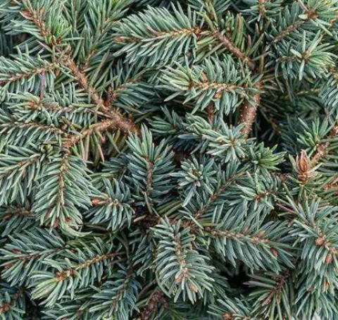 Ель колючая Вальдбрунн (Waldbrunn) контейнер 20 л  ДШТ19 