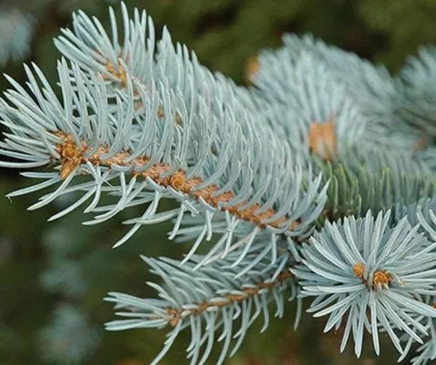 Ель колючая (Picea pungens) контейнер 25 л ПШ19