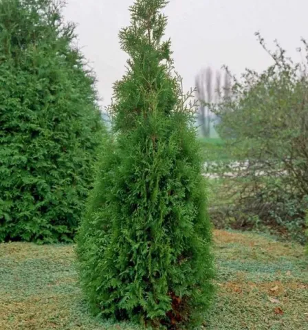 Туя западная Брабант (Brabant)