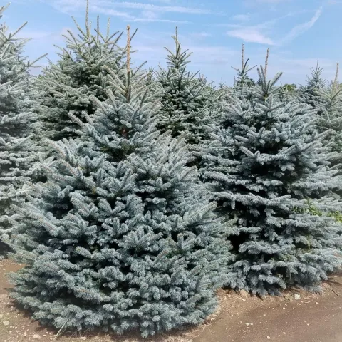 Ель колючая Колорадо Блю (Colorado Blue)
