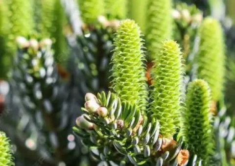 Пихта цельнолистная (Abies koreana) СП21(к)