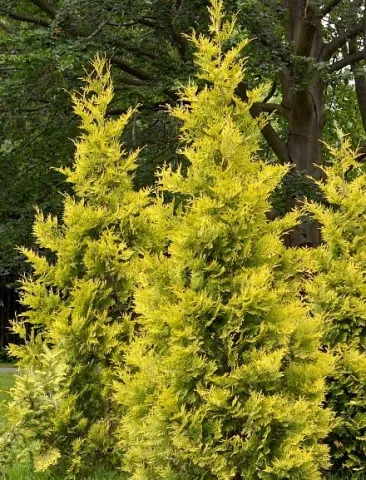 Туя западная Еллоу Риббон (Yellow Ribbon) контейнер 7,5 л РПУ26