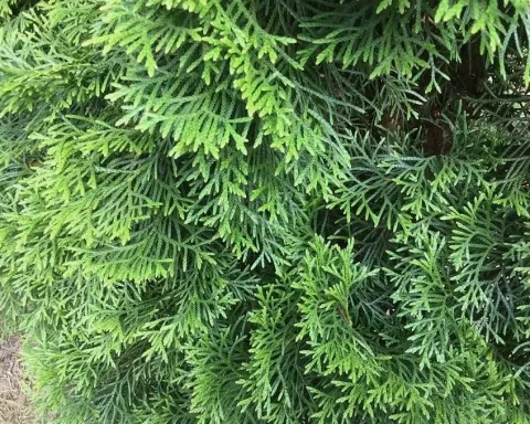 Туя западная Колумна (Columna)