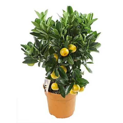 Цитрус Лимон (Citrus limon) 