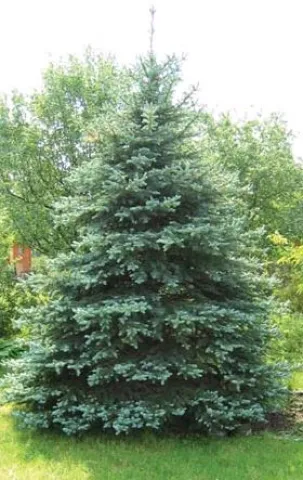 Ель колючая (Picea pungens) RB, 180-200 см ПШ20