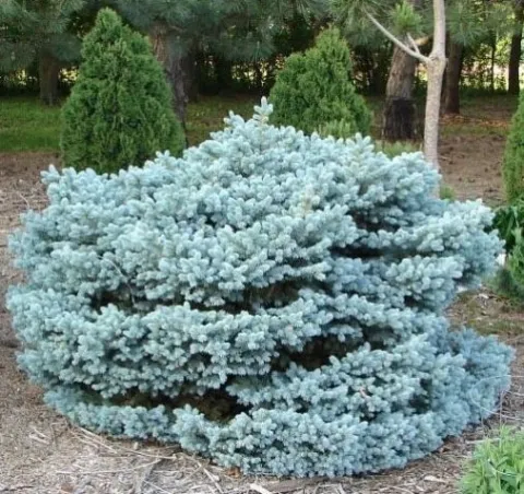 Ель колючая Туем (Thuem)