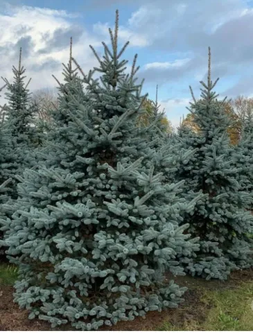 Ель колючая Глаука (Glauca)