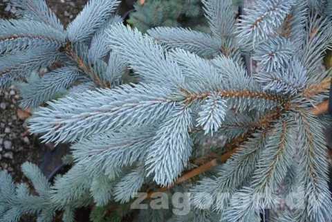 Ель колючая Хупси (Hoopsii) контейнер 25 л ПК19