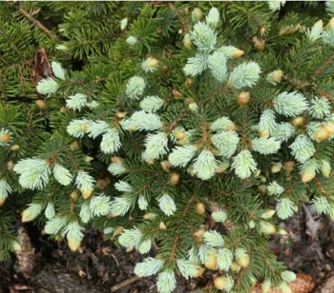 Ель колючая Биалобок (Bialobok) 																													